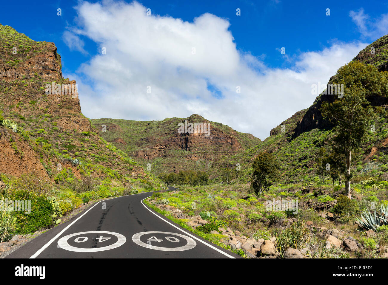 Camino por el Barranco de Guayadeque Canyon, cerca de Agüimes, Gran Canaria, Islas Canarias, España Foto de stock