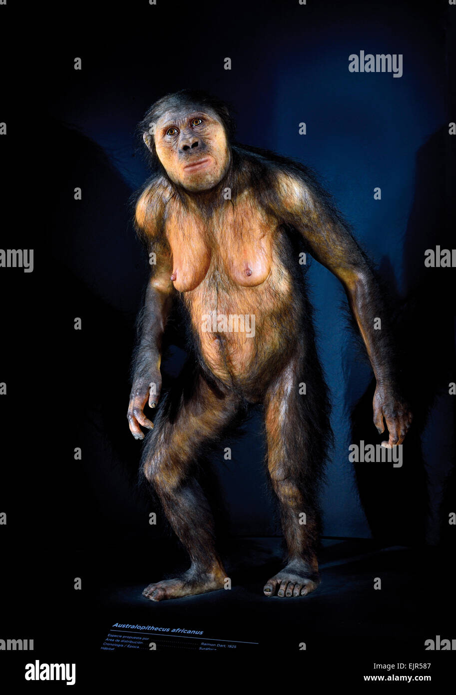 España, Burgos: homínido Australopithecus Africanus en el Museo de la Evolución Humana en Burgos Foto de stock