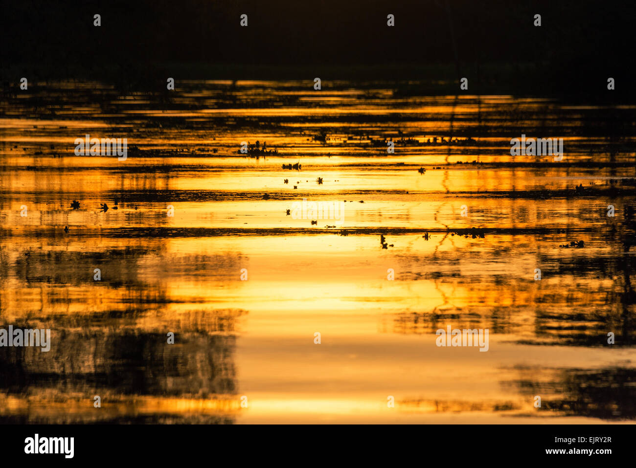 Vista de un color anaranjado fuego atardecer reflejándose en un río en el bosque lluvioso del Amazonas cerca de Iquitos, Perú Foto de stock