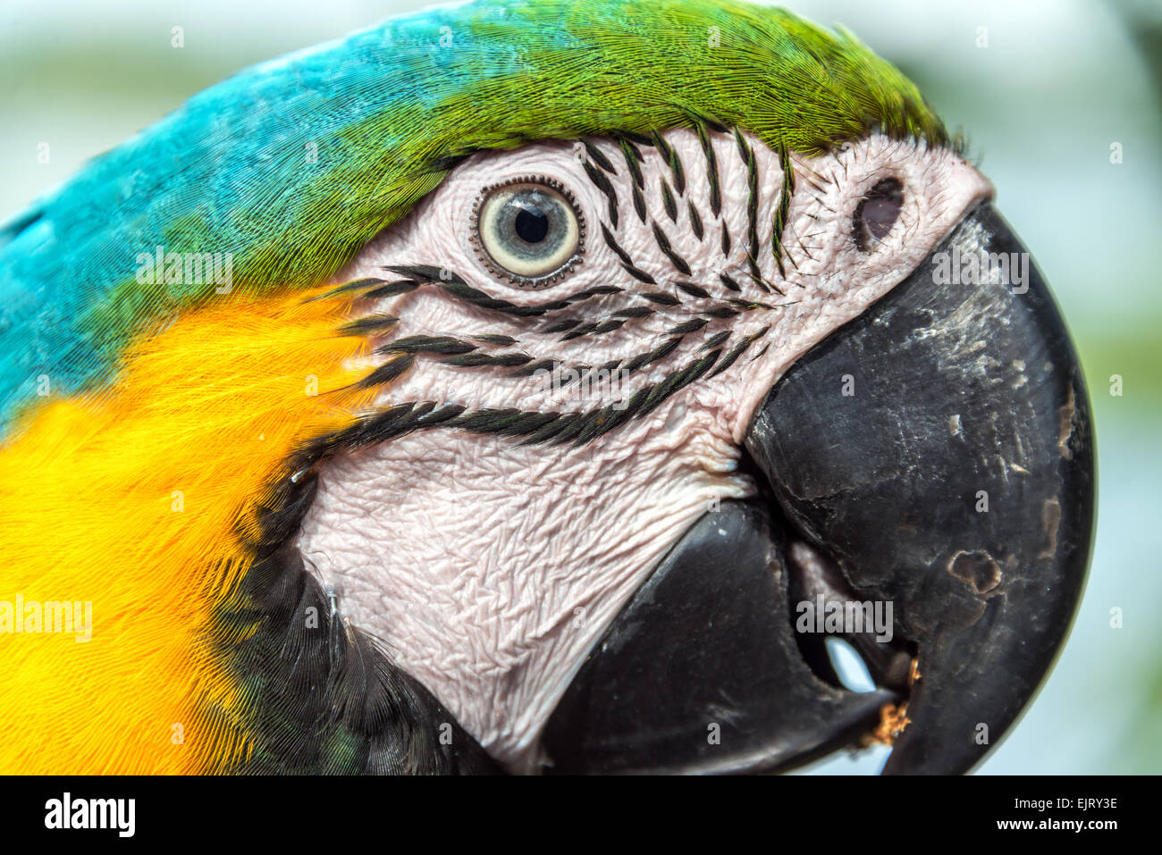 Vista de primer plano de la cara de un guacamayo azul y amarillo en la selva amazónica del Brasil Foto de stock