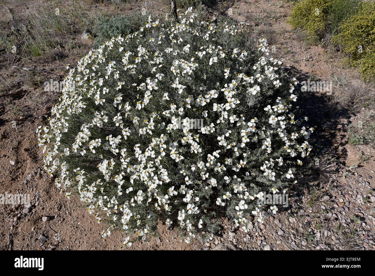 Zinnia acerosa fotografías e imágenes de alta resolución Alamy