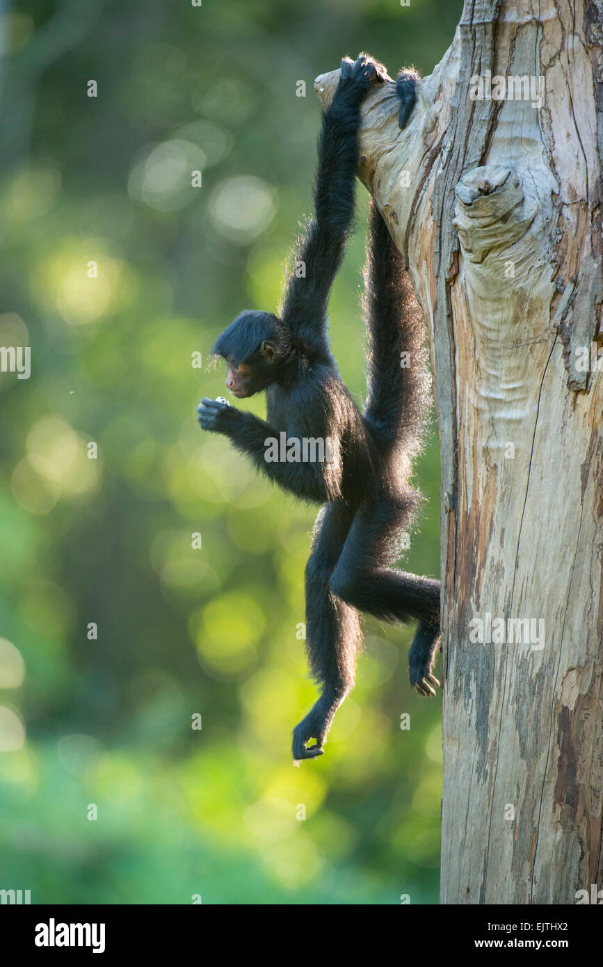Mono araña negro, Ateles paniscus, Suriname, en América del Sur Foto de stock