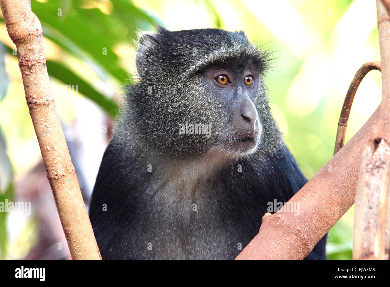 Retrato de un mono, diademed azul Cercopithecus mitis, entre la vegetación. El nombre se da desde poco pelo en su cara un Foto de stock