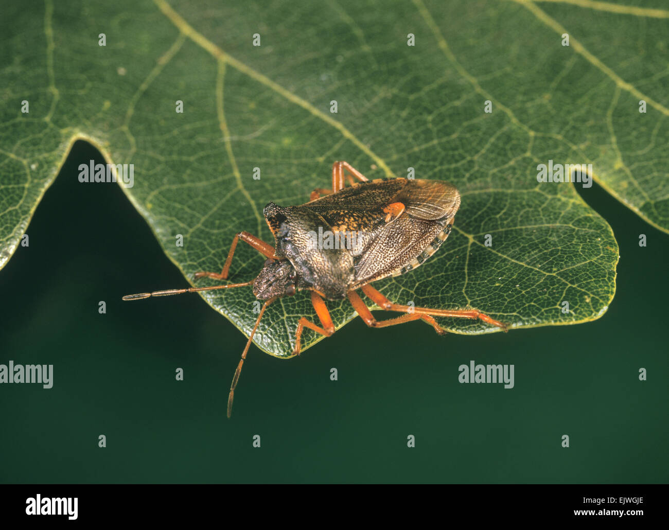 Bug - Bosque Pentatoma rufipes Foto de stock