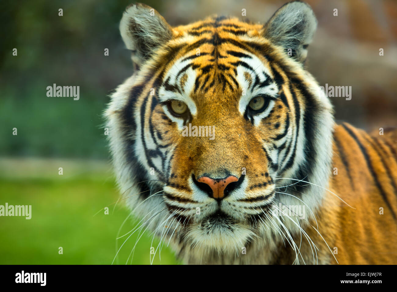 El gran tigre de Bengala gruñidos en el zoológico de Córdoba, España Foto de stock