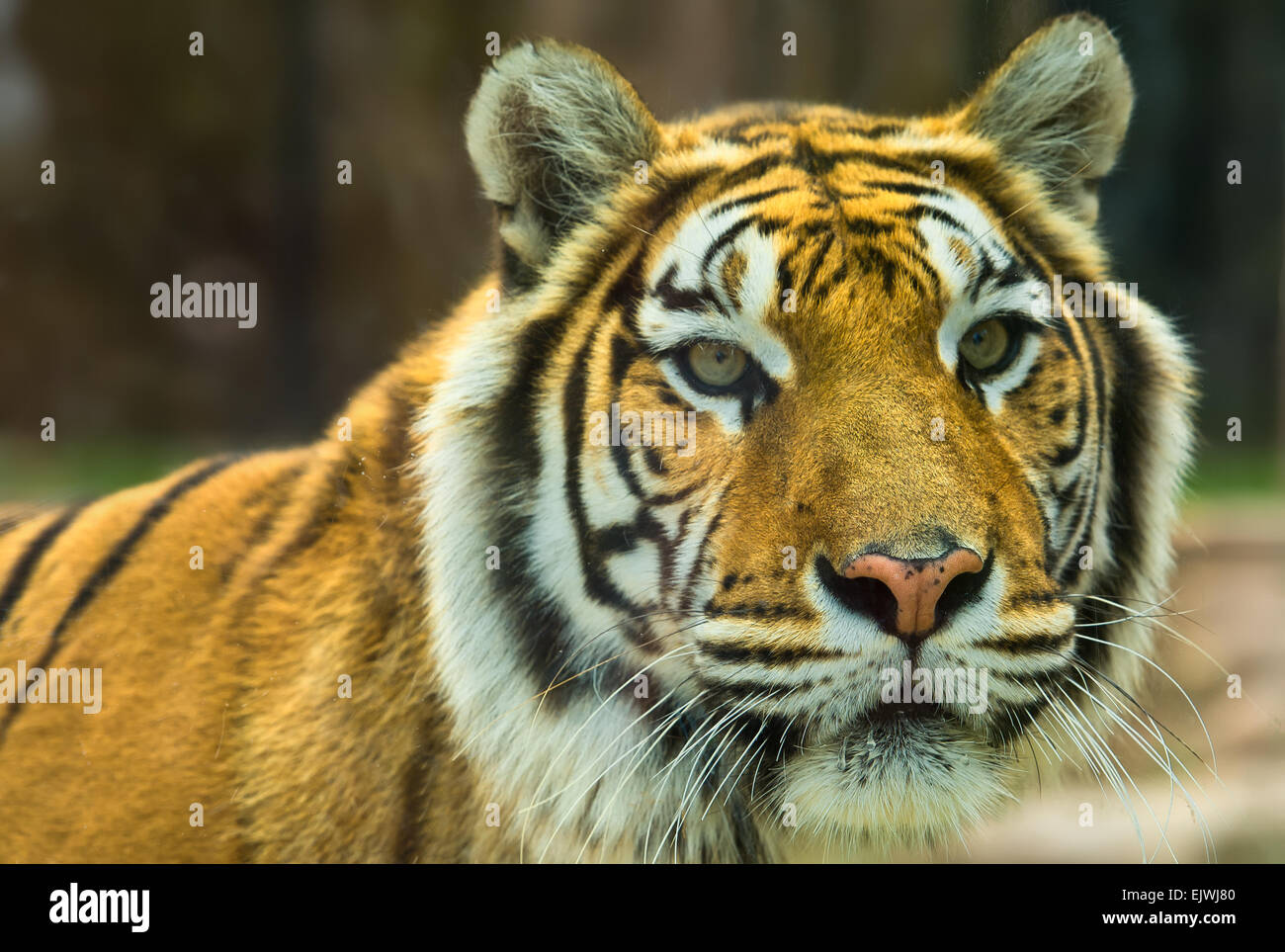 El gran tigre de Bengala gruñidos en el zoológico de Córdoba, España Foto de stock