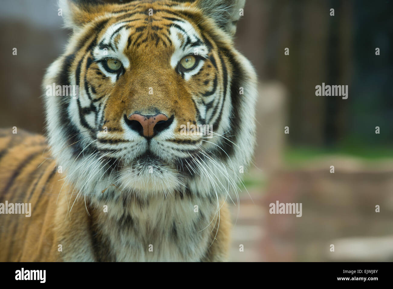 El gran tigre de Bengala gruñidos en el zoológico de Córdoba, España Foto de stock