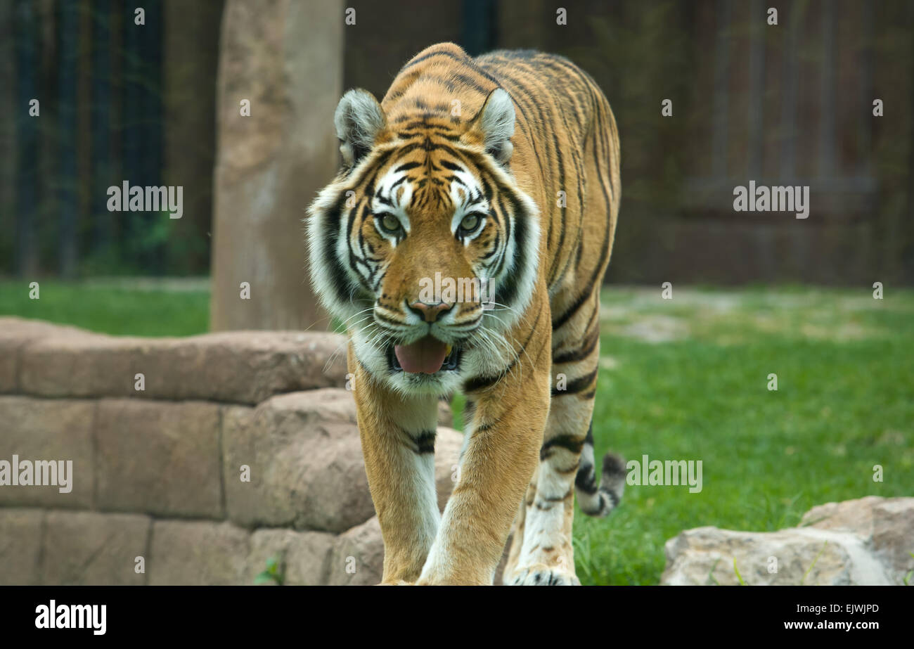 El gran tigre de Bengala gruñidos en el zoológico de Córdoba, España Foto de stock
