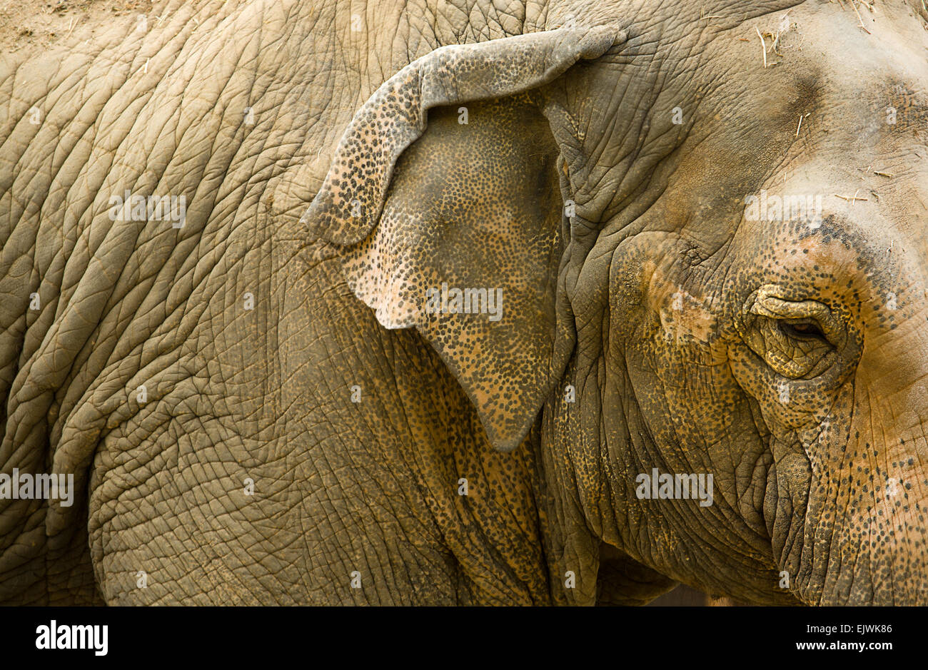 Vista de cerca de un elefante asiático, Elephas maximus Foto de stock