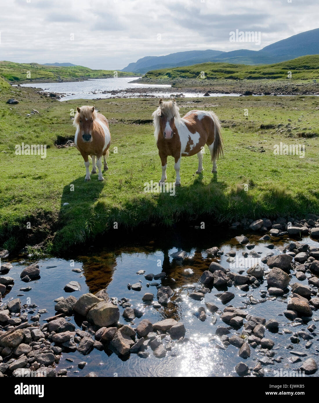 Piebold ponis por río Isle of Lewis Foto de stock