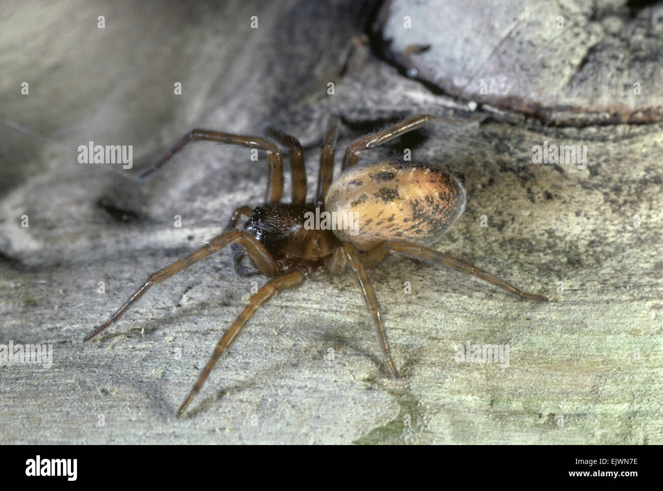 Lace-weaver Spider - Amaurobius similis Foto de stock