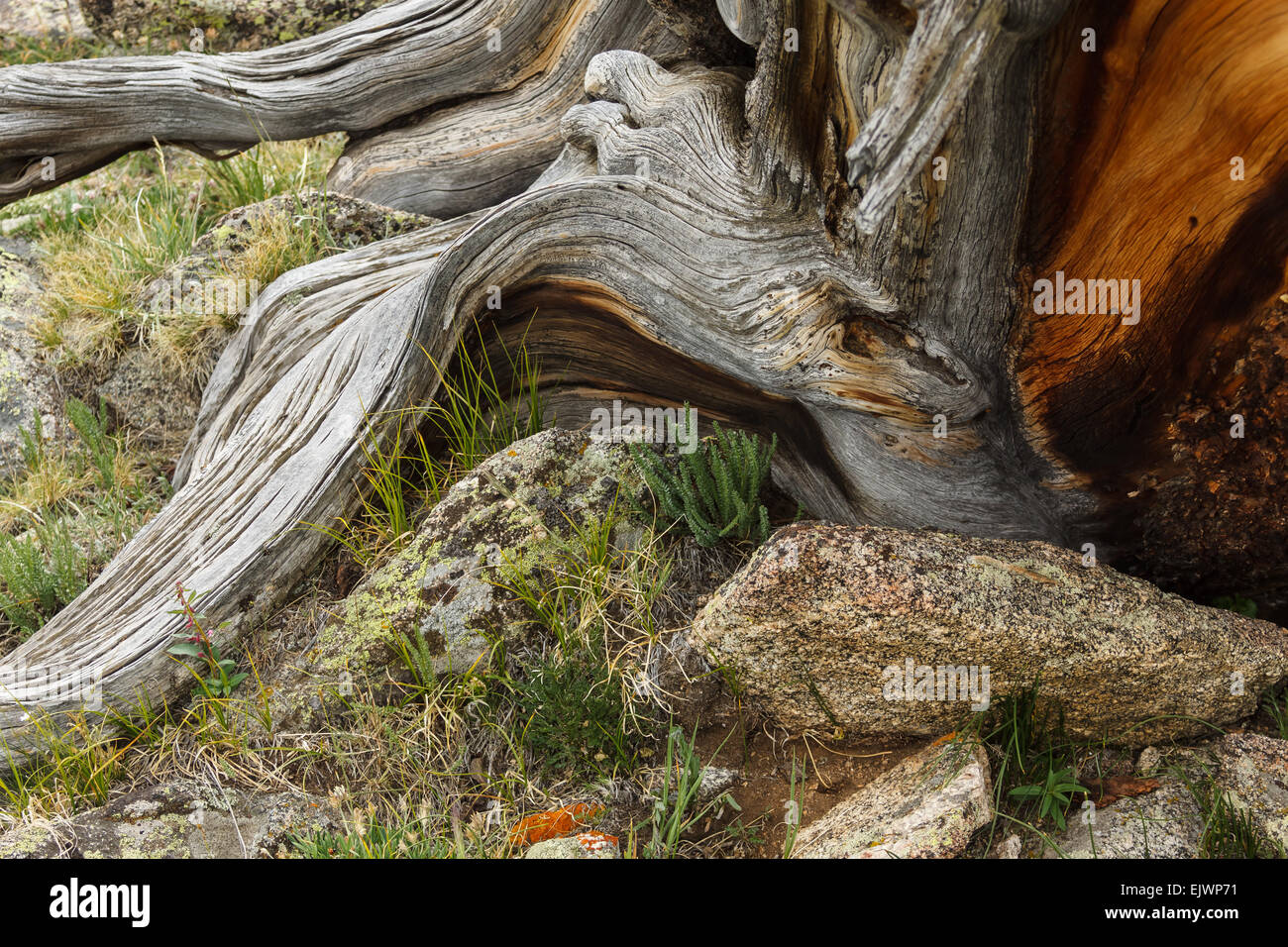 De pinos bristlecone en Colorado Mt. Evans. Foto de stock