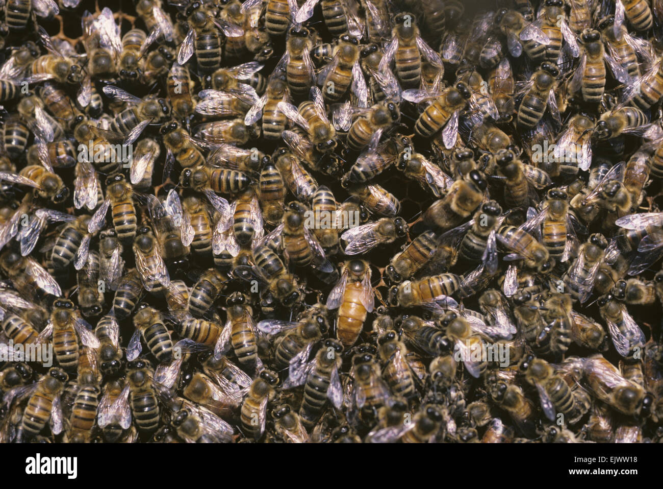 Las abejas de miel, Apis mellifera Foto de stock