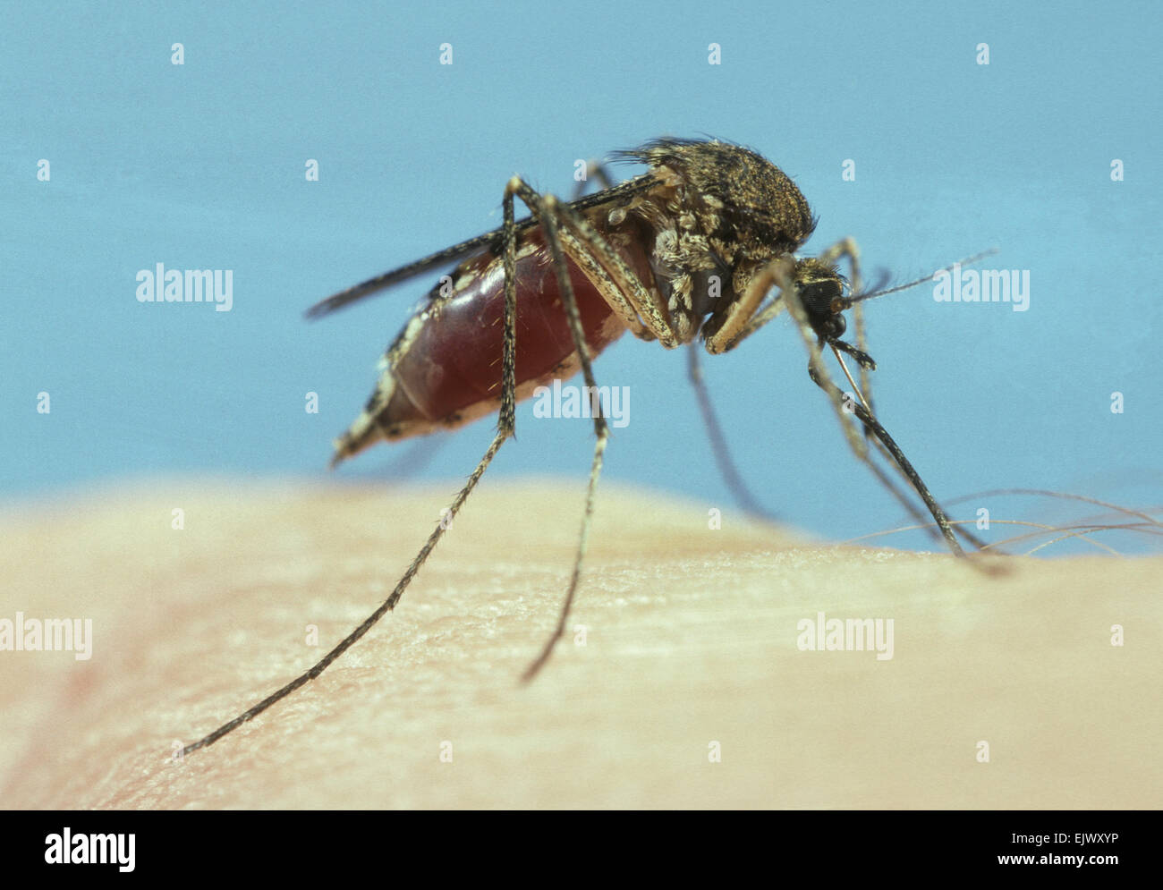 Moscas chupadores de sangre fotografías e imágenes de alta resolución