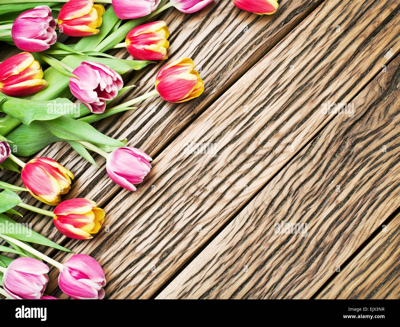 Rosa y tulipanes rojos sobre un fondo de madera vieja. Espacio para el texto. Foto de stock