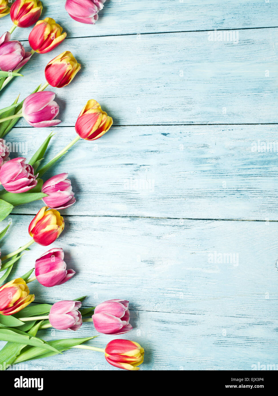 Rosa y tulipanes rojos sobre un fondo de madera azul. Espacio para el texto. Foto de stock