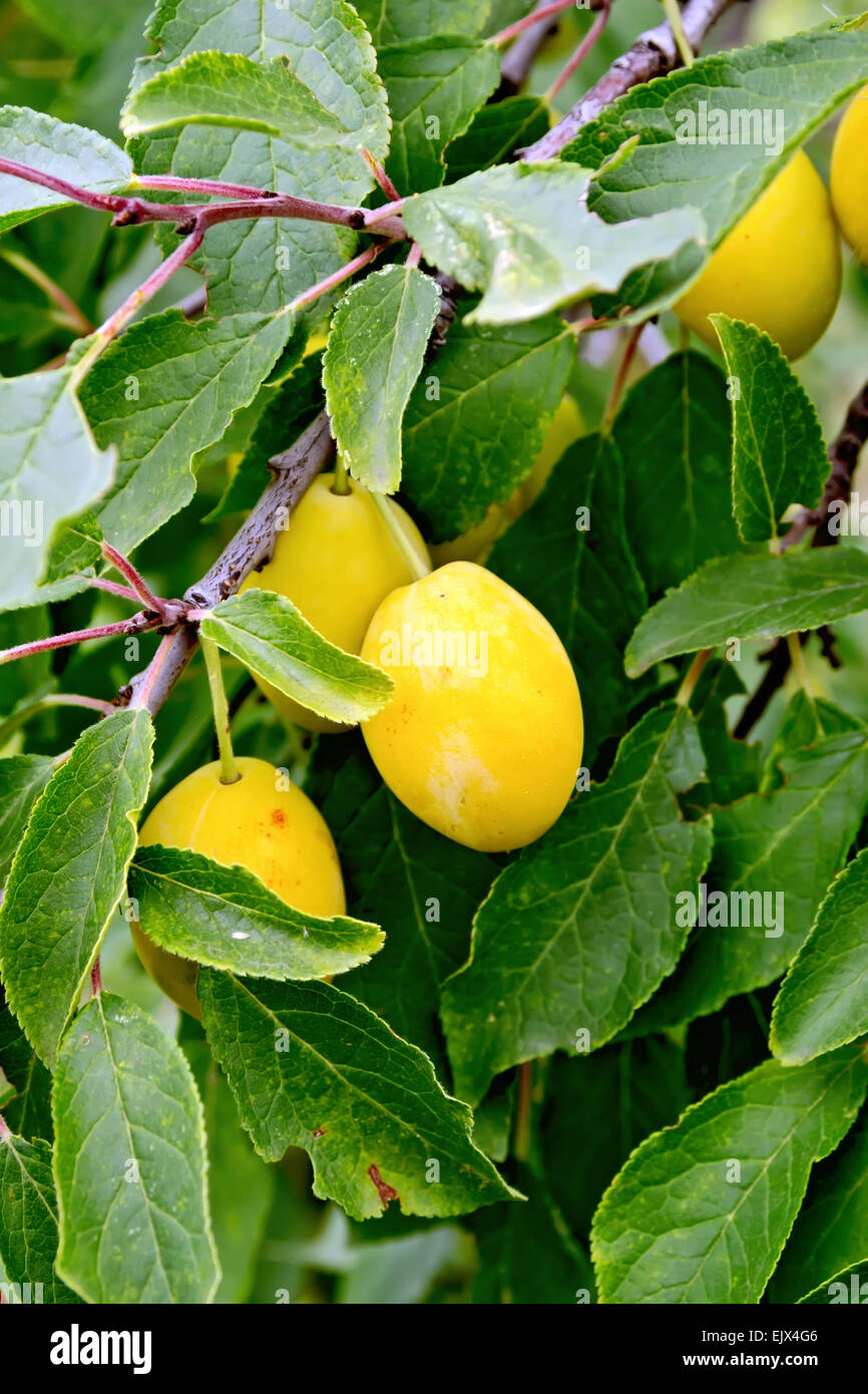 Ciruela amarilla en la rama de árbol Fotografía de stock - Alamy