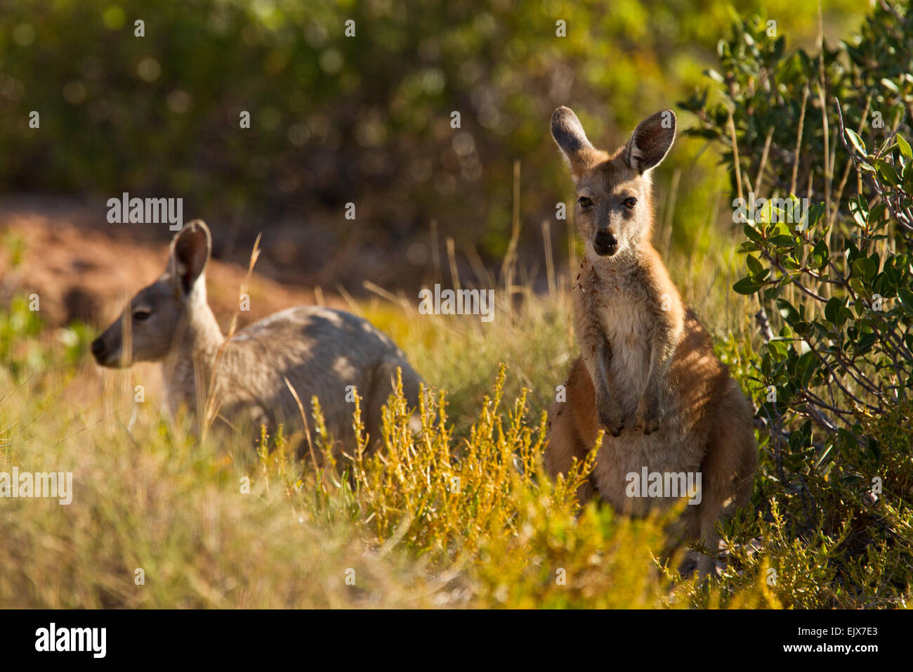 Wallaroos comunes (Macropus robustus) en el Parque Nacional de Cape Range, Australia Occidental Foto de stock