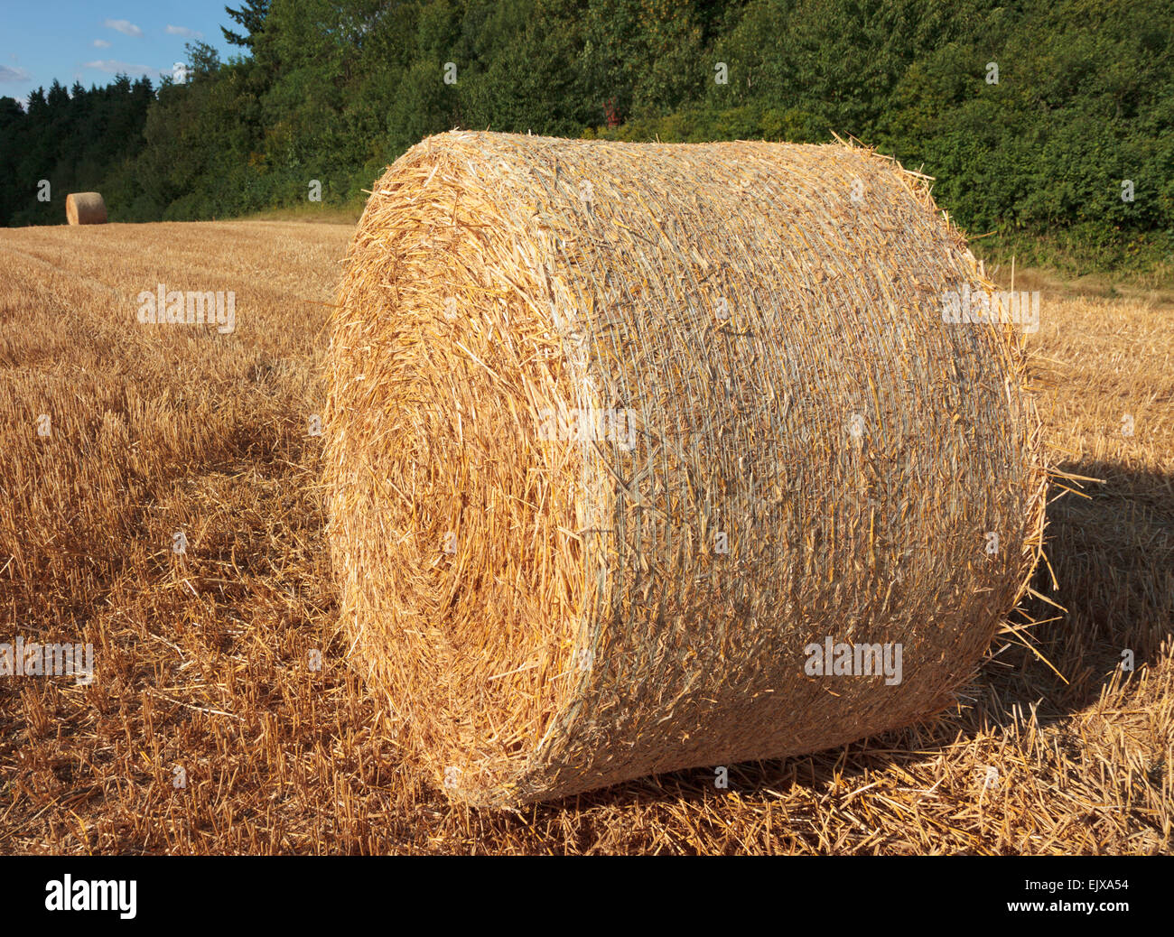 Rollo de heno cosechado en un campo soleado de verano Foto de stock