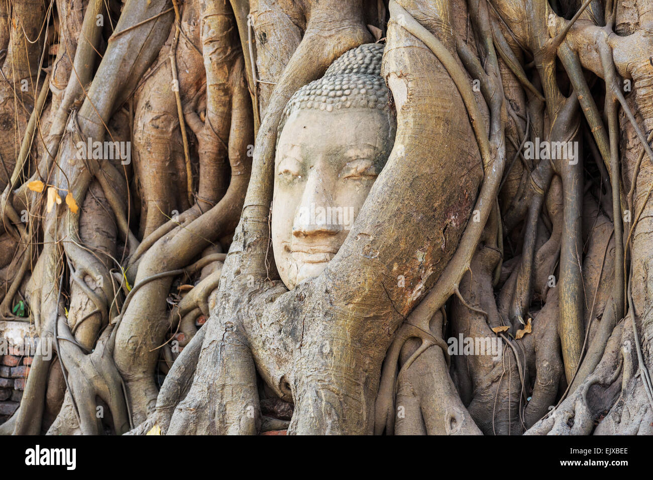 Cabeza de estatua de Buda, Ayutthaya. Tailandia. Foto de stock