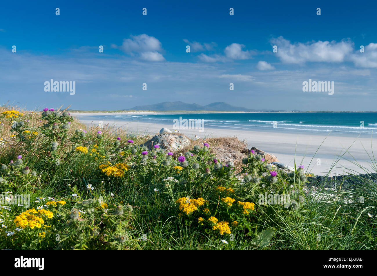 Vista a la playa en North Uist baleshare con flores silvestres y dunas Foto de stock