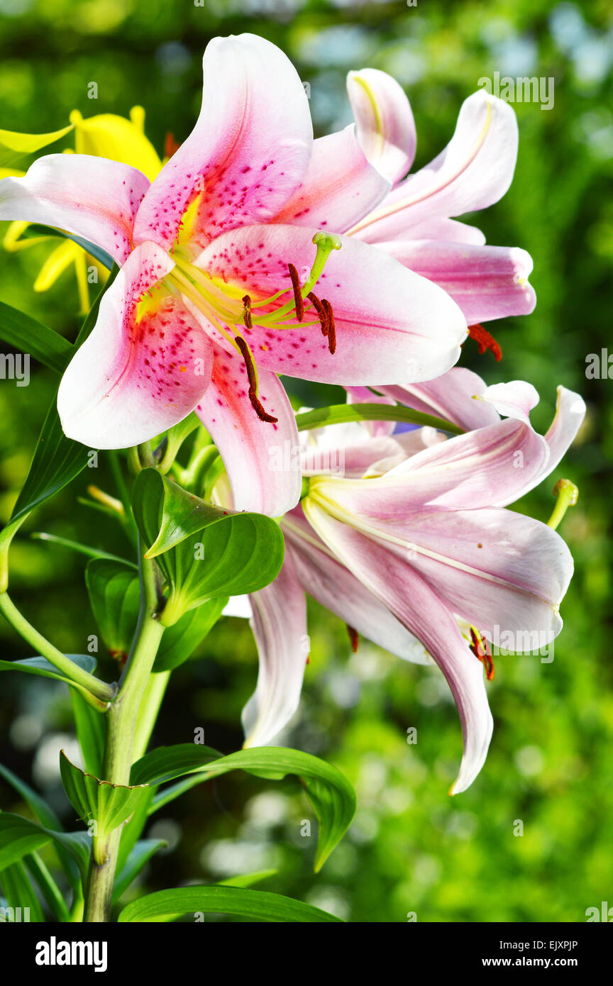 Blooming Lilium en el jardín Foto de stock