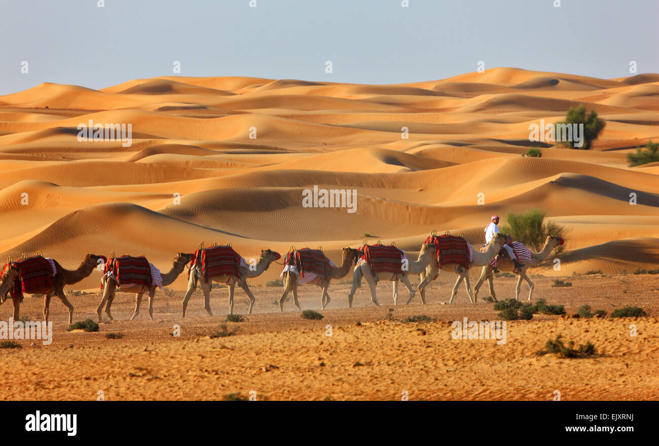 Caravana de camellos con los beduinos en el frente, el desierto de Dubai. Foto de stock
