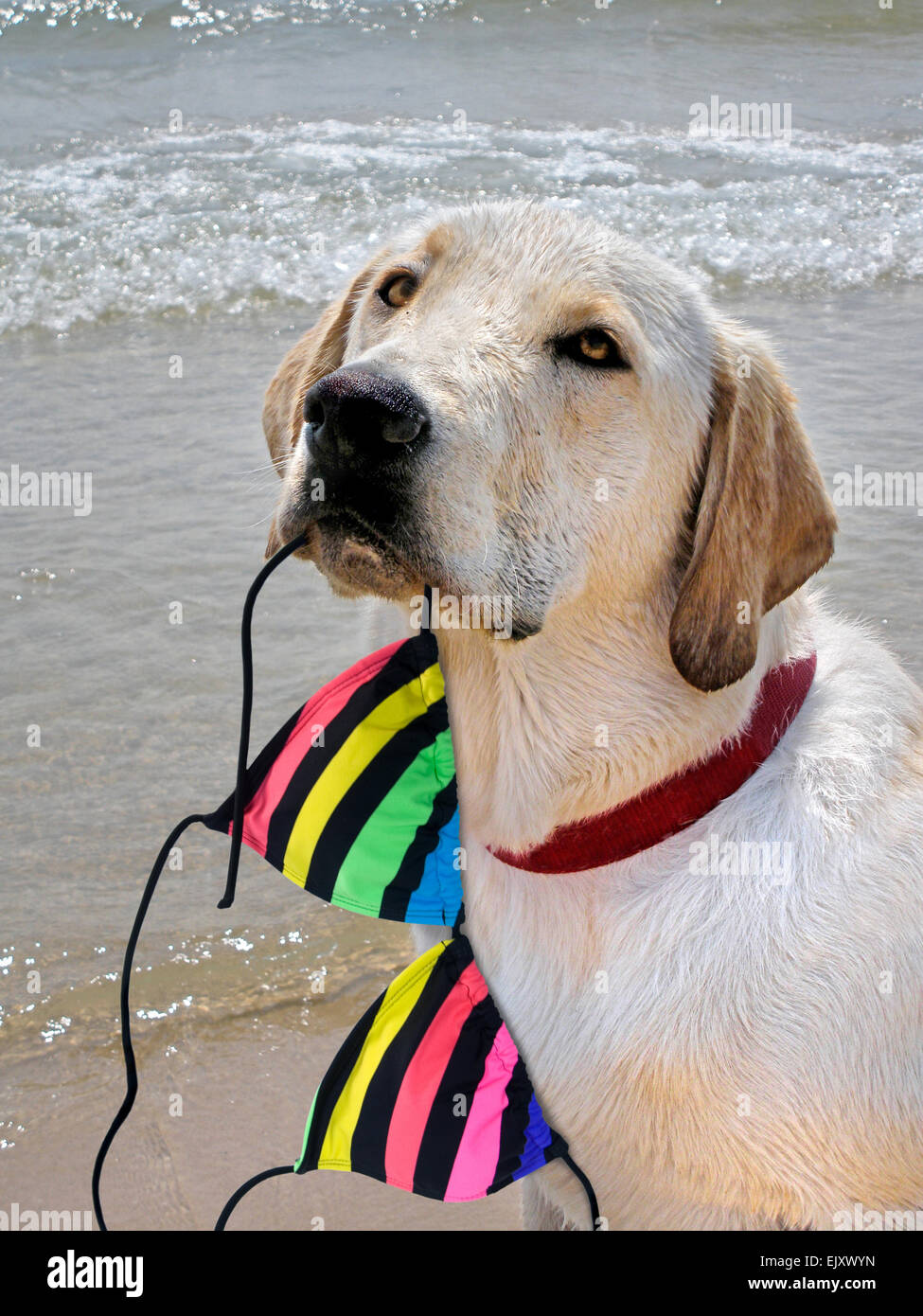 Labrador retriever con el bikini de rayas en su desembocadura en la playa. Foto de stock