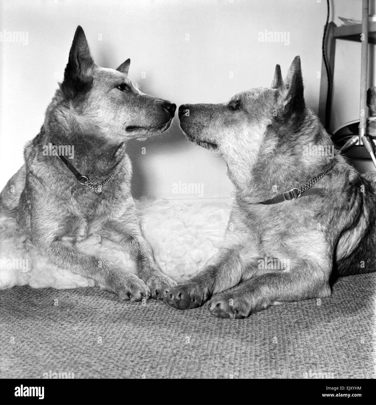 Animales: Perros: La historia será hecha en el Cruft's dog show de este año, cuando "miel" los 3 años perro de ganado australiano hace la primera aparición de su raza en el show del 14 de febrero, Día de San Valentín. Febrero de 1981 81-0571-008 Foto de stock