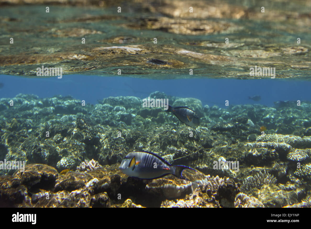 Escena de coral con peces tropicales en el Mar Rojo, Egipto Foto de stock