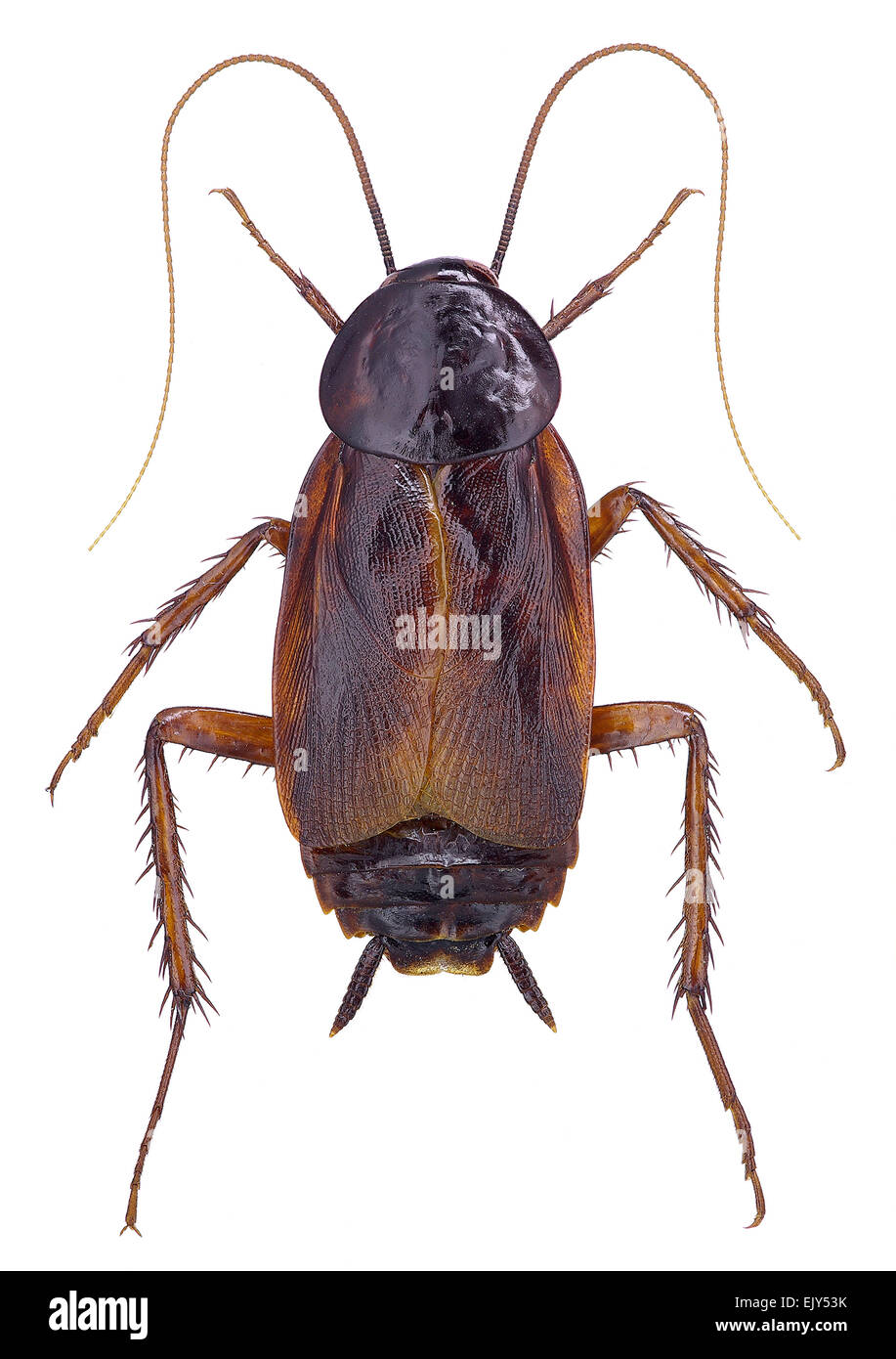Cucaracha oriental (Blatta orientalis) aislado en blanco Foto de stock