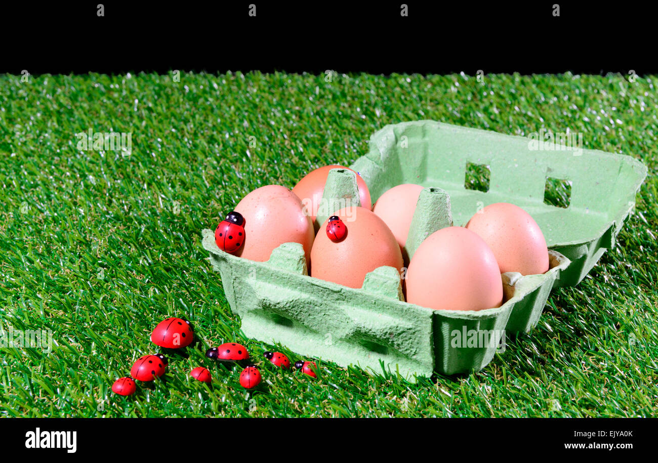 Seis huevos frescos en un cuadro sobre la hierba con la mariquita roja Foto de stock
