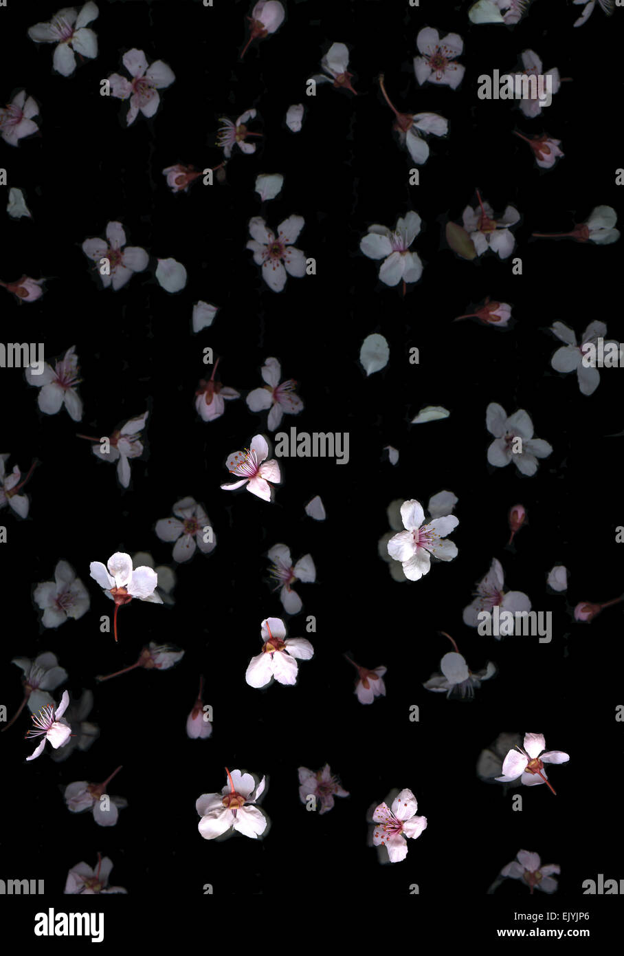 Flores blancas de primavera aislado sobre fondo negro Fotografía de stock -  Alamy