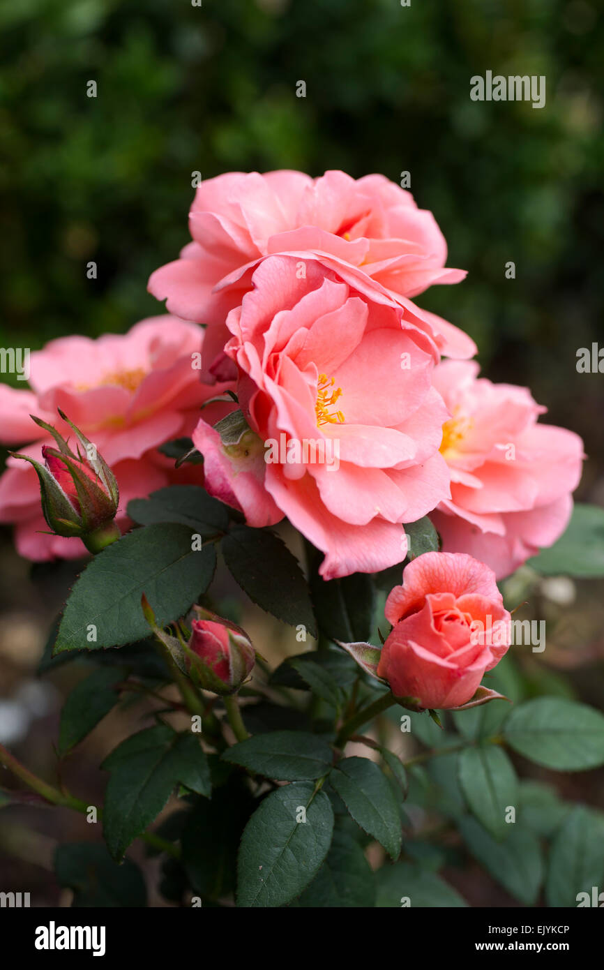 Bueno, Jolly Rosa floribunda Foto de stock