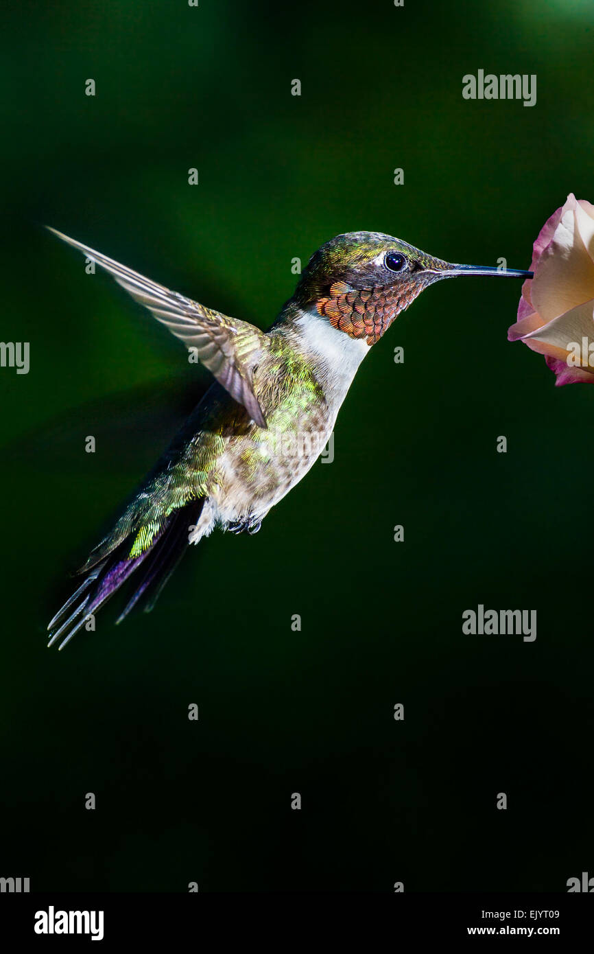 Rubí-throated Hummingbird flotando en una flor. Foto de stock