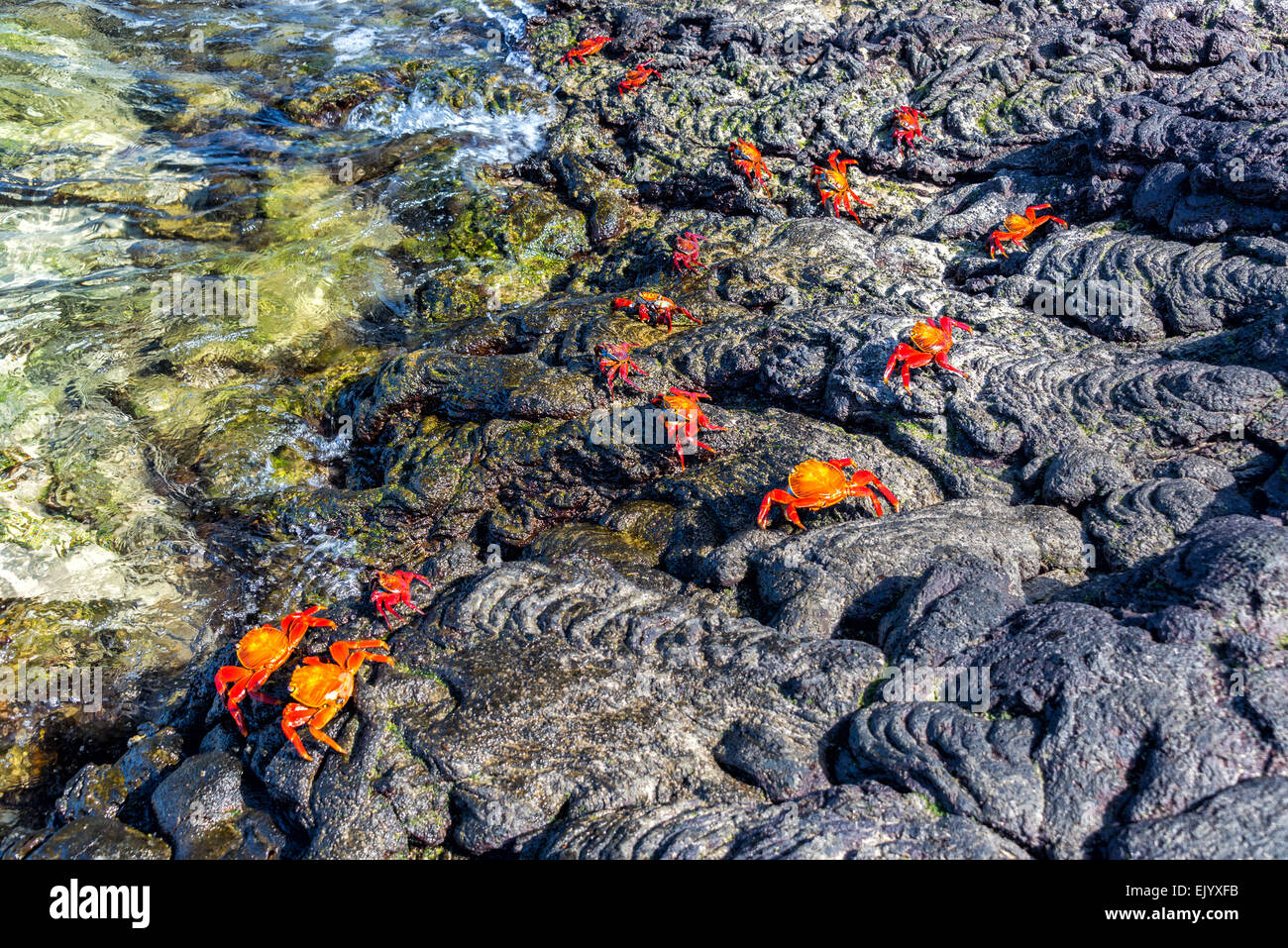 Cangrejos rojos en roca volcánica en la Isla de Santiago a las Islas Galápagos en Ecuador Foto de stock