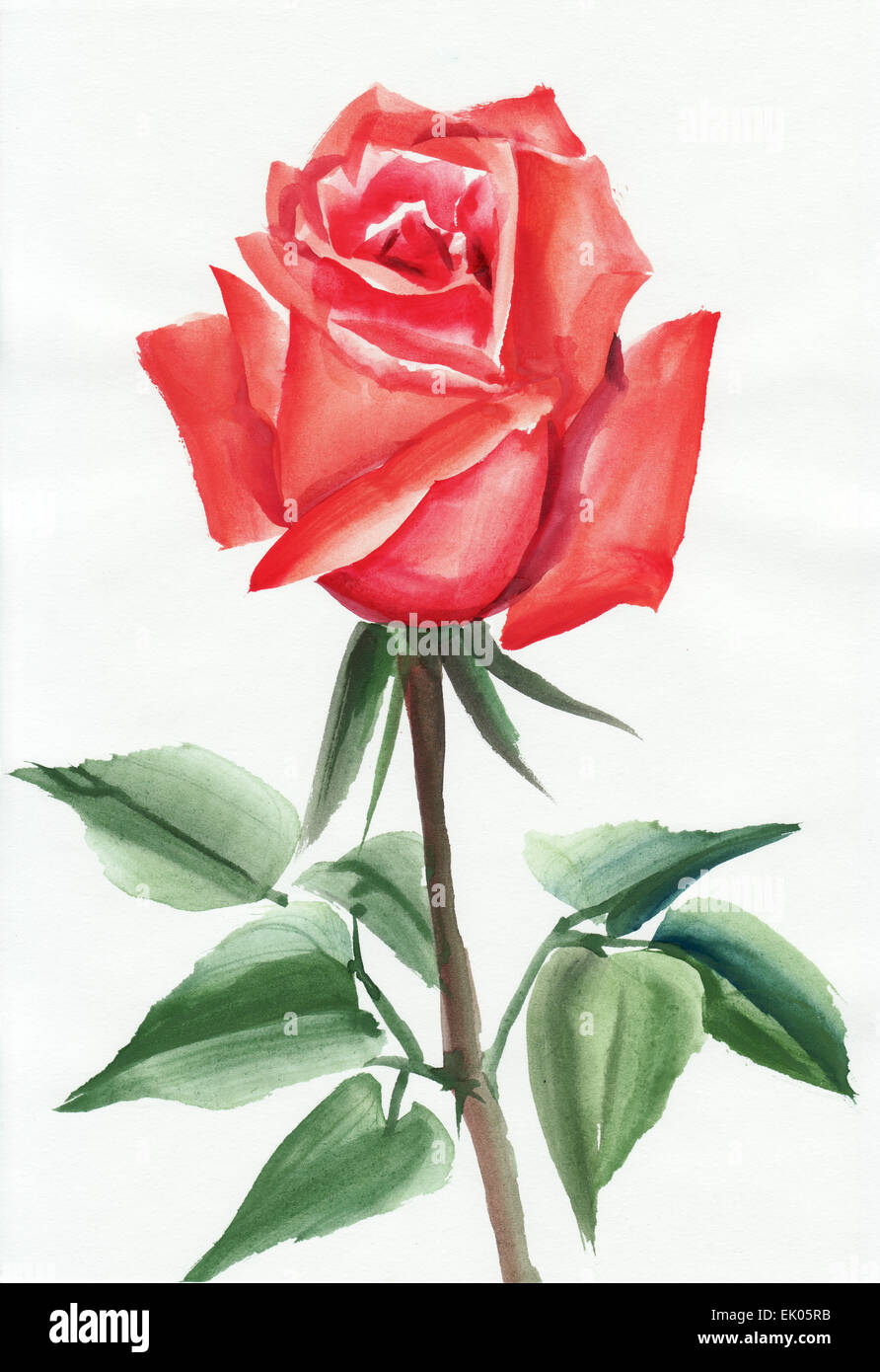 Pintura acuarela original rosa roja sobre fondo blanco Fotografía de stock  - Alamy