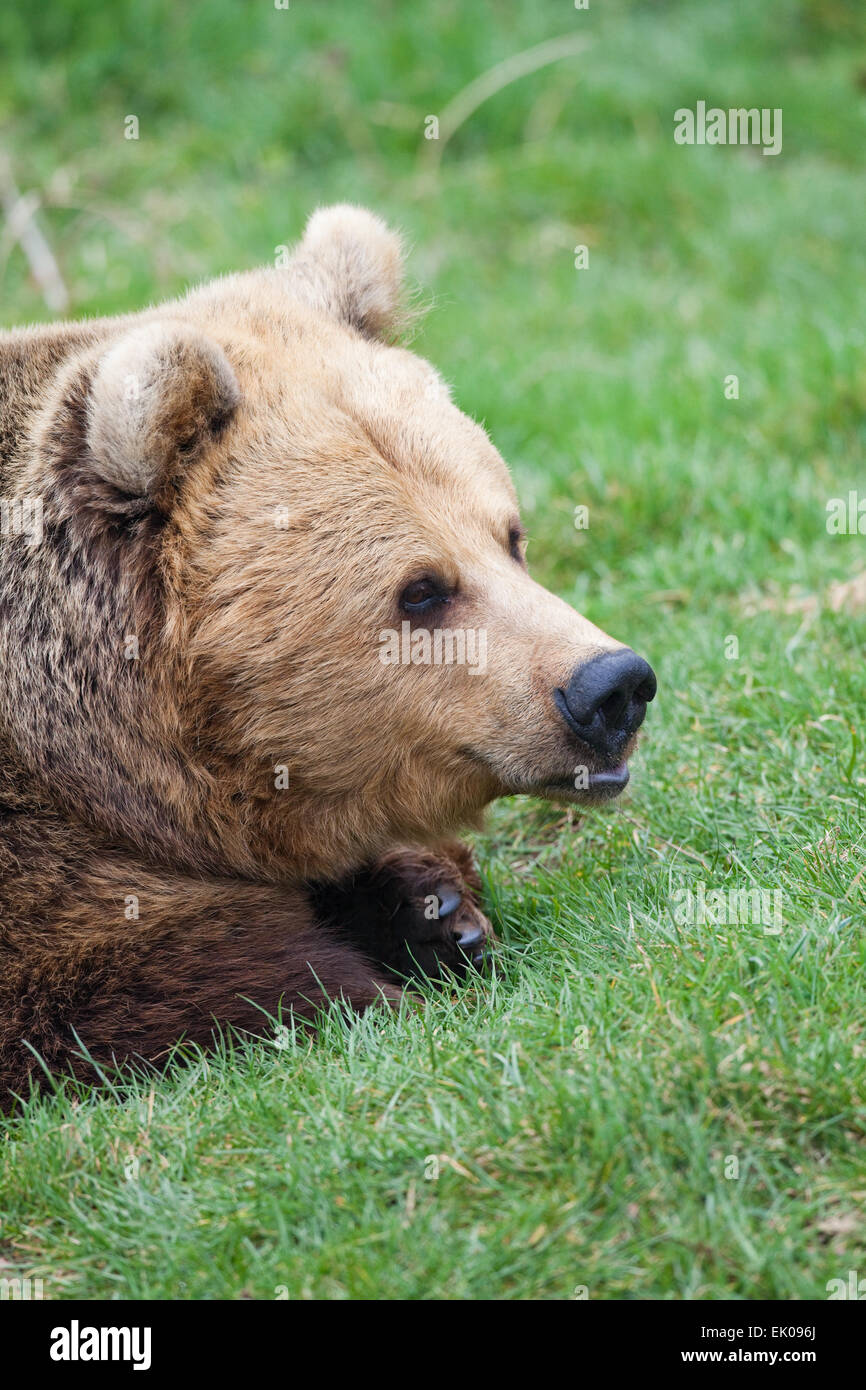 Unión oso pardo (Ursus arctos arctos). Foto de stock