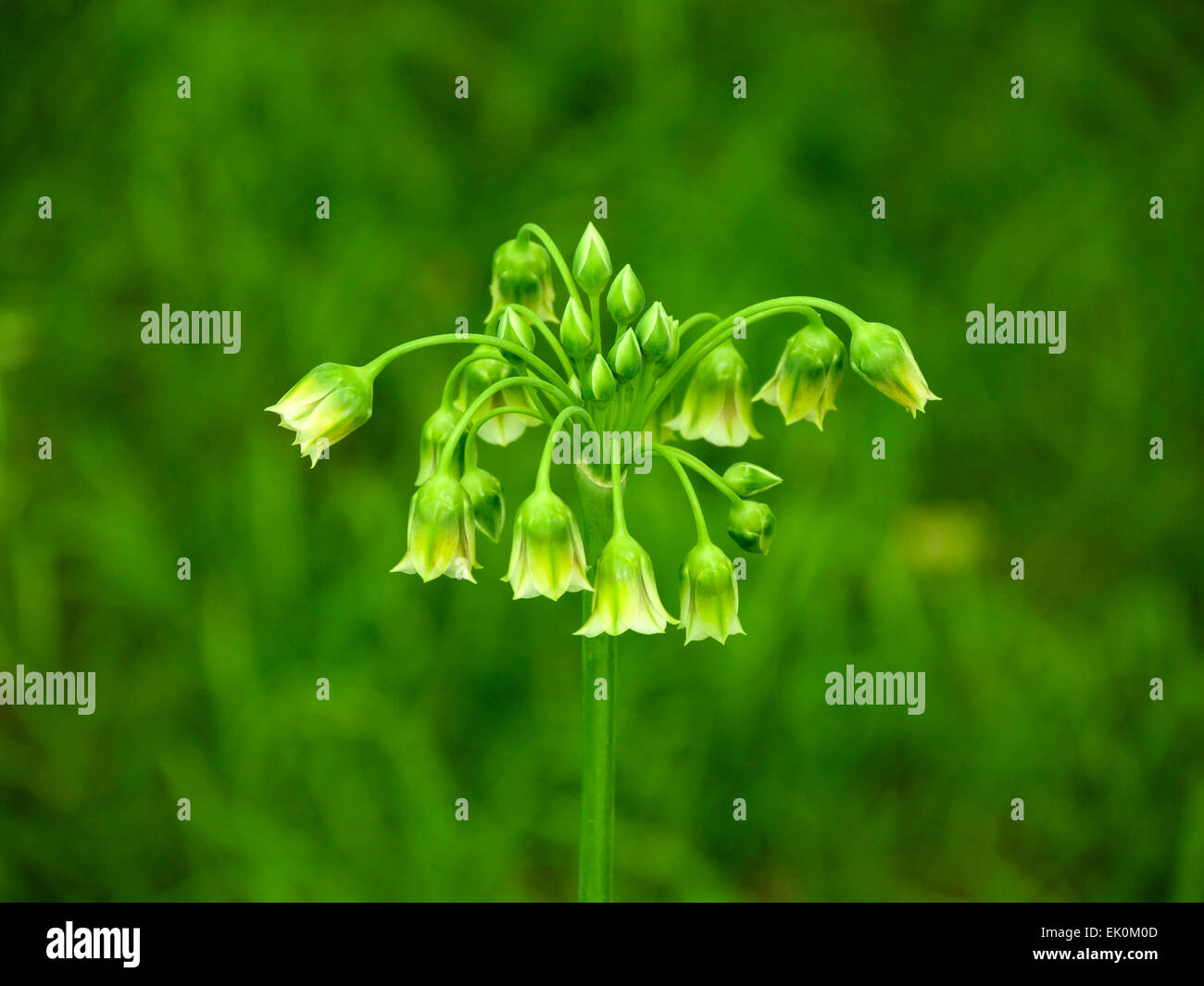 Allium verde flores y capullos, Nectaroscordum Siculum Foto de stock