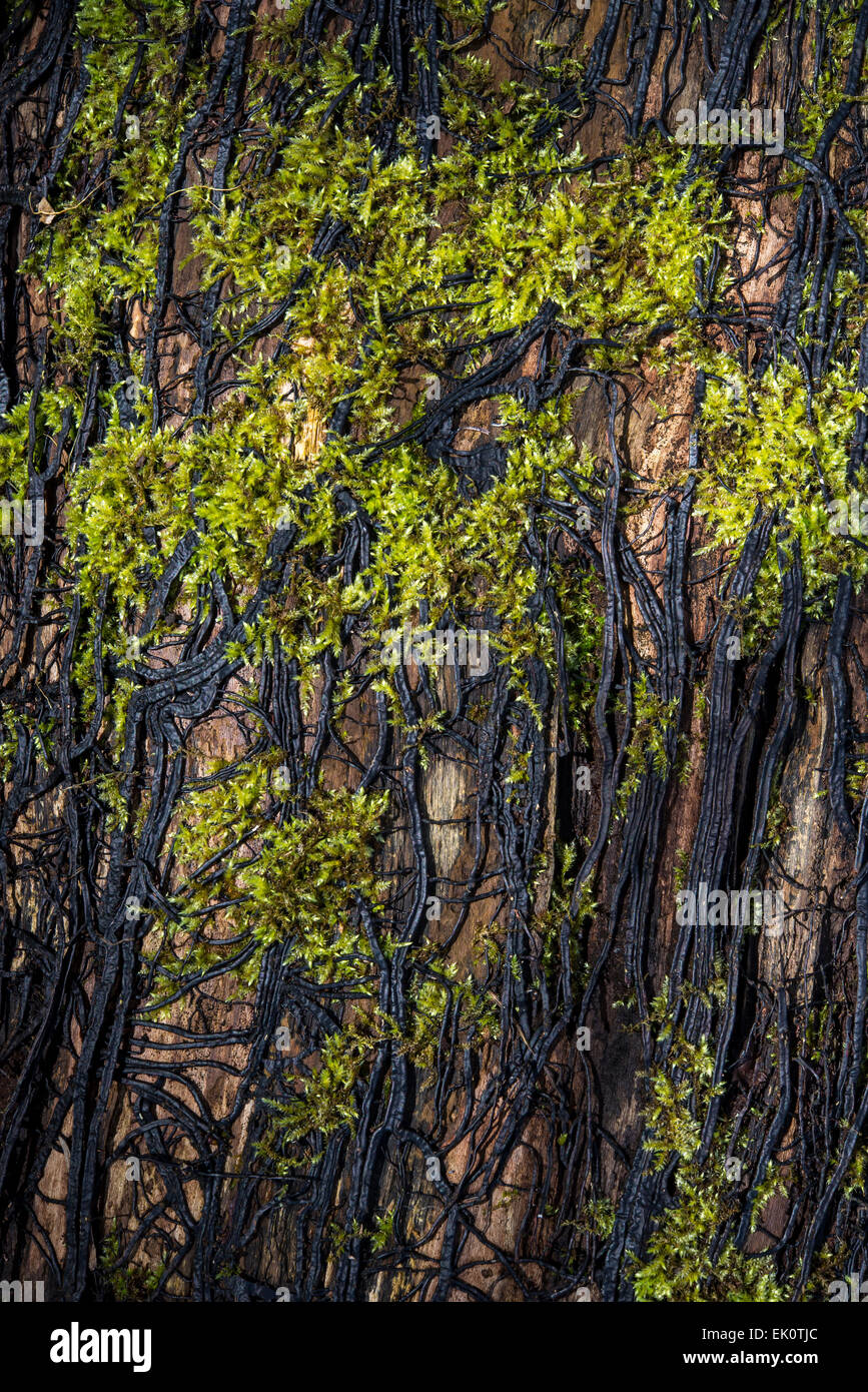 Una red de oscuros filamentos de hongos llamados rhizomorphs de miel hongo Armillaria mellea en un viejo tronco de árbol podrido. Foto de stock