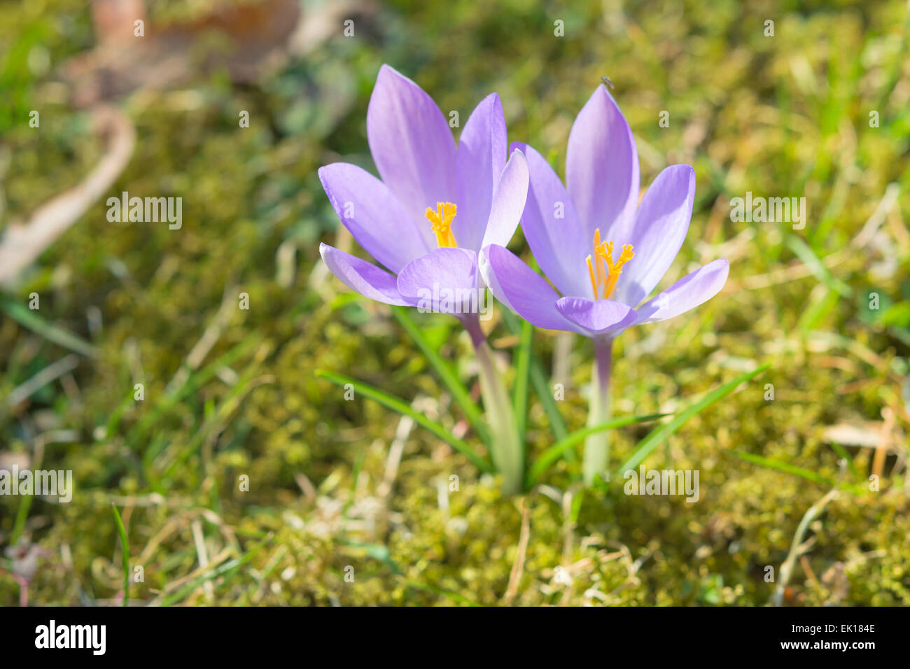 Hermosa luz solar de la primavera crocus flores pastel en sunshine prados alpinos. Stock Photo con poca DOF y desenfoque selectivo Foto de stock