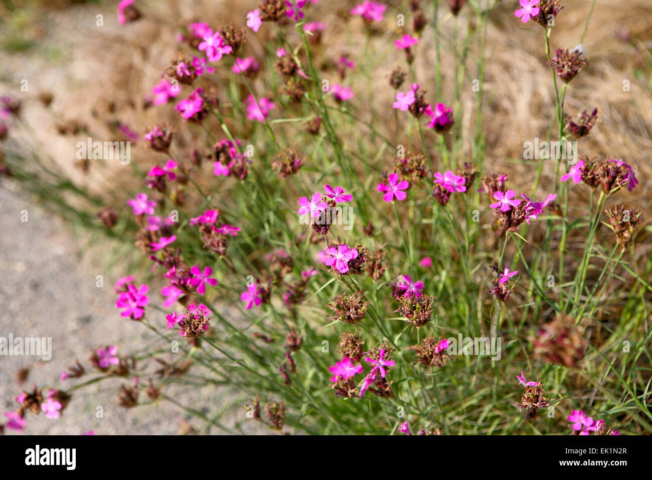 Dianthus carthusianorum Foto de stock