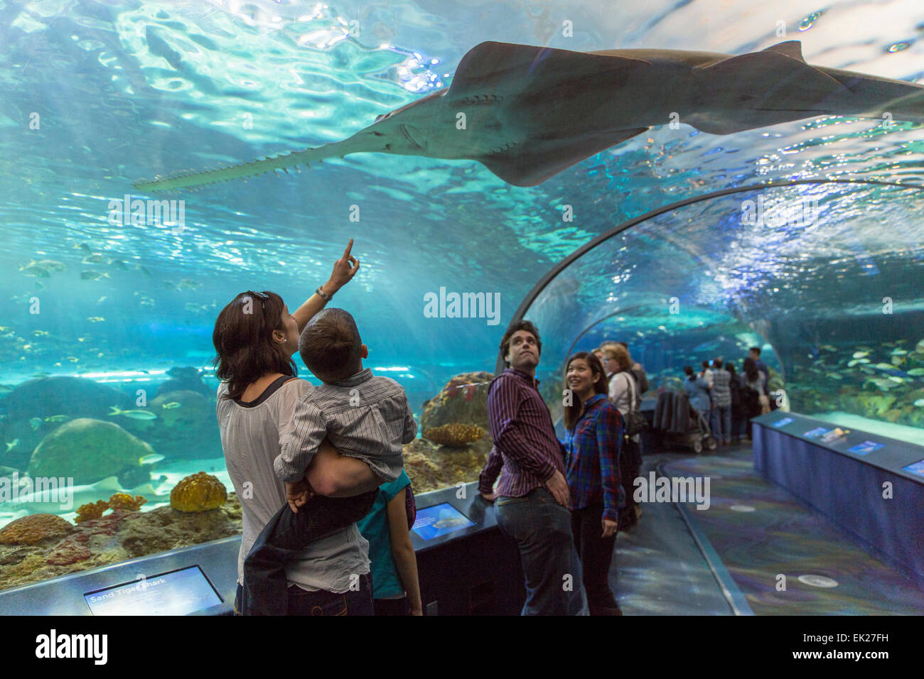 Toronto Ontario,Canadá,,Ripley's Aquarium de Canadá, Foto de stock