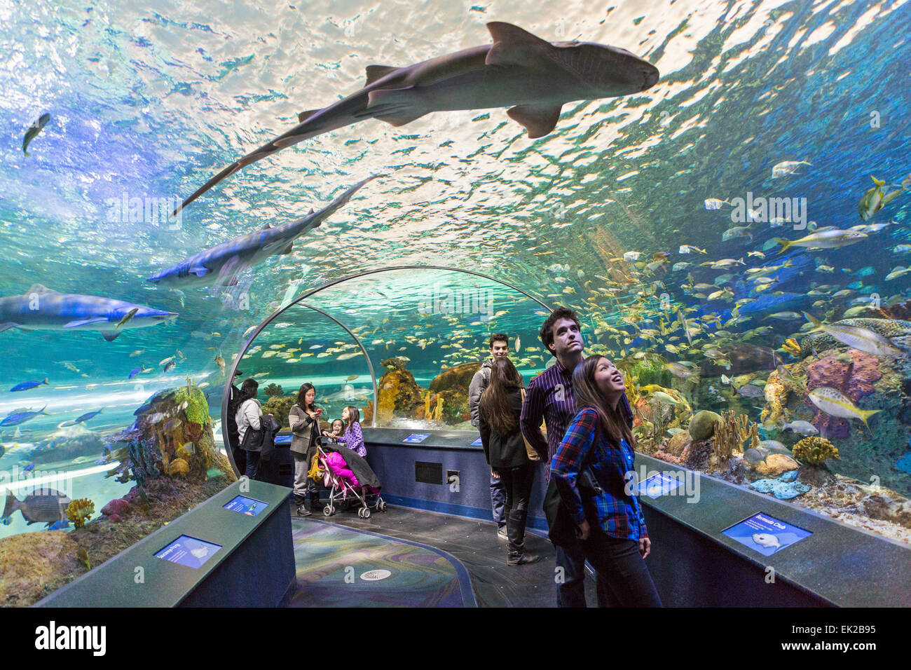 Toronto Ontario,Canadá,,Ripley's Aquarium de Canadá, Foto de stock