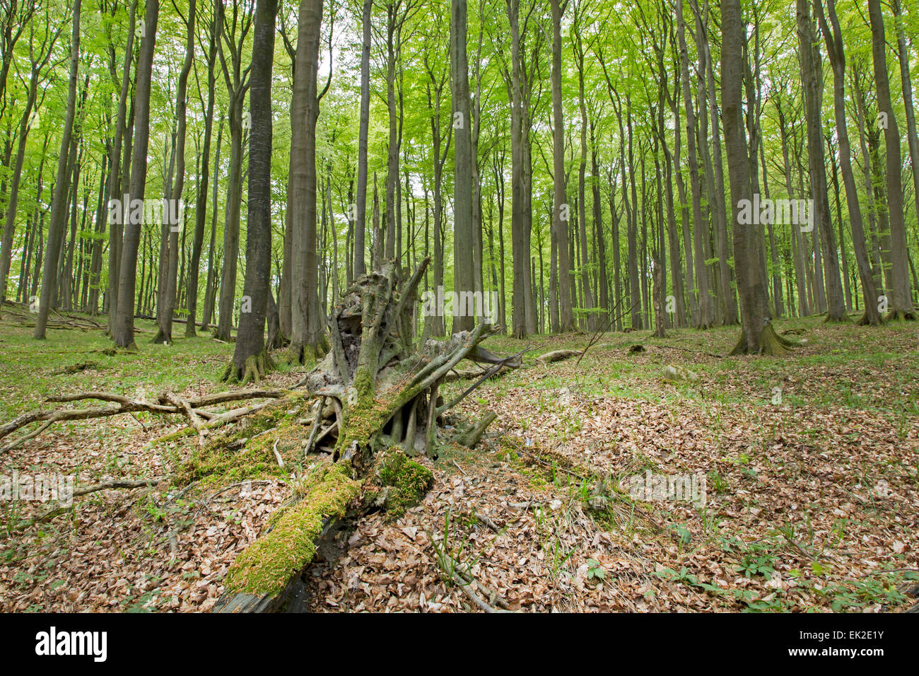 Bosque de hayas (Fagus sylvatica), el Parque Nacional de Jasmund, Sitio del Patrimonio Mundial de la UNESCO, Rügen, Mecklemburgo-Pomerania Occidental, Alemania Foto de stock