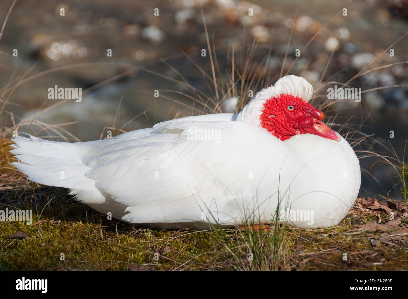 Un pato Muscovy blanco con cara roja, sentados en el suelo Foto de stock