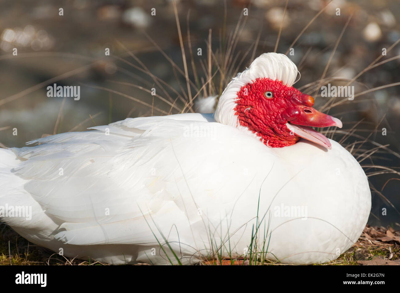 Un pato Muscovy Blanca sentado en la hierba con la boca abierta Foto de stock