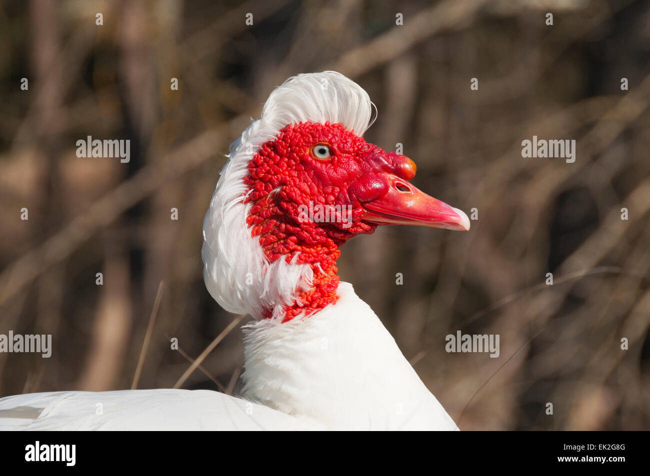 Pato Muscovy blanco con cara roja cabeza Foto de stock