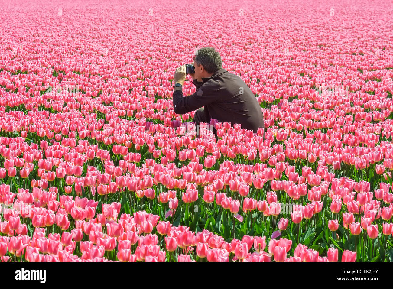 El hombre toma una imagen en un campo de tulipanes Foto de stock