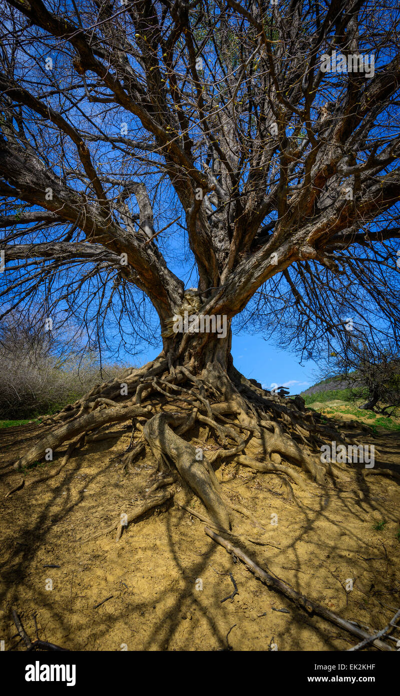 Viejos árboles sin hojas y raíces fuertes Foto de stock